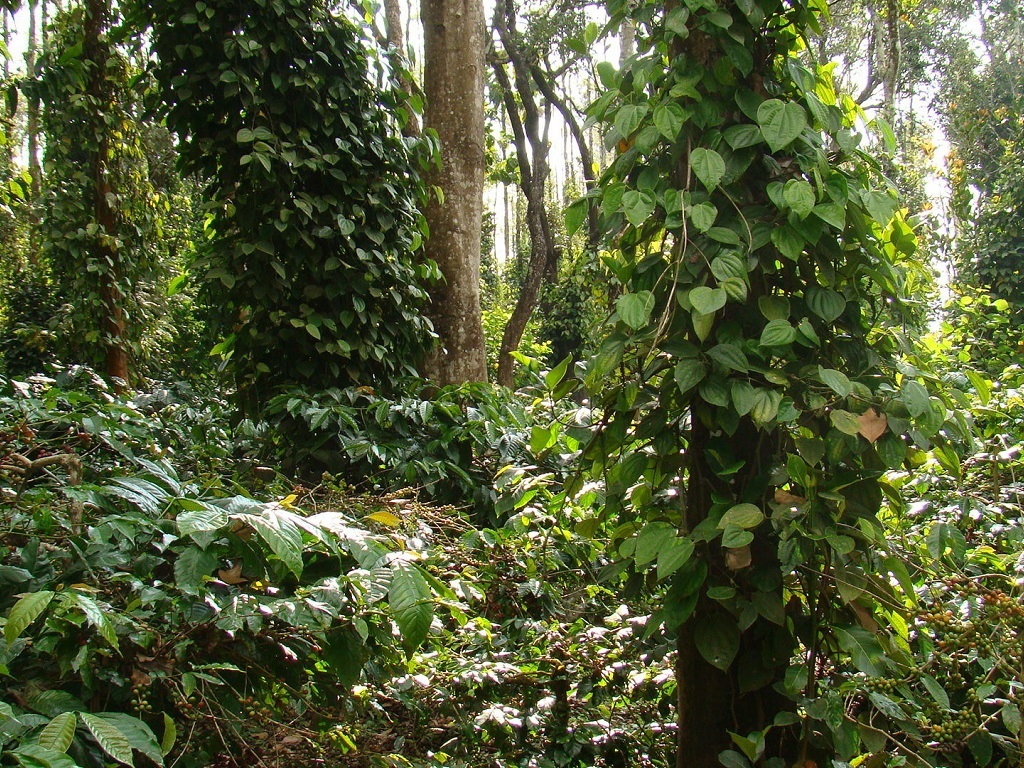 Pillar Coffee Estates